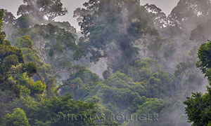 Above the Canopy